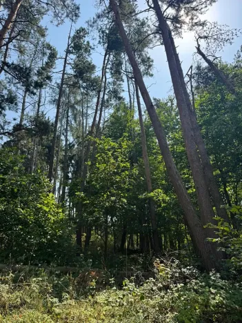 Prodej podílu lesa, Volenice, 3827 m2