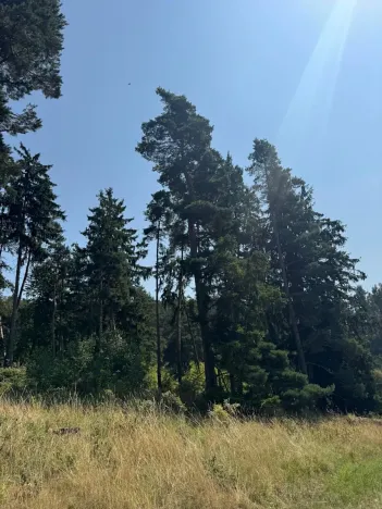 Prodej podílu lesa, Volenice, 3827 m2