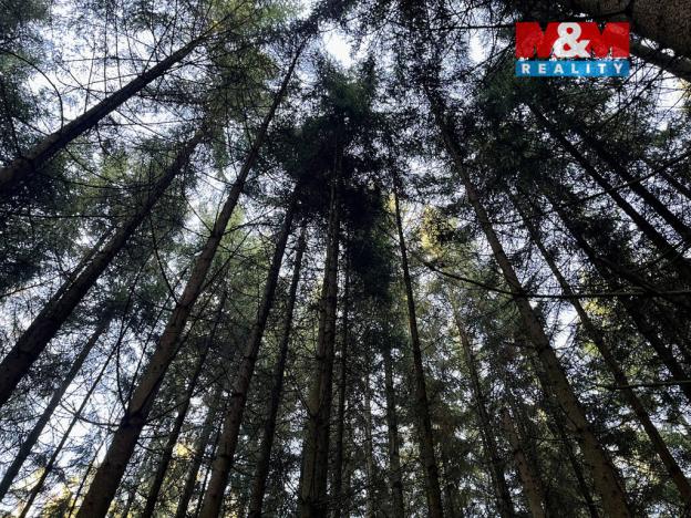 Prodej lesa, Borovnice, 38344 m2