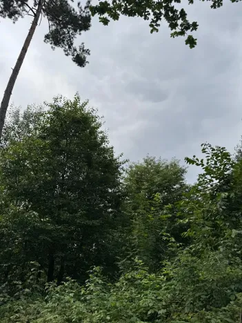 Prodej lesa, Temelín, 6256 m2