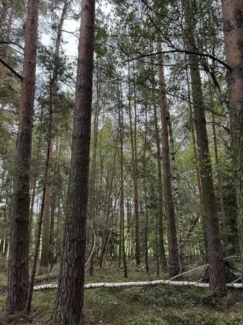 Prodej pozemku, Slavče, 13051 m2