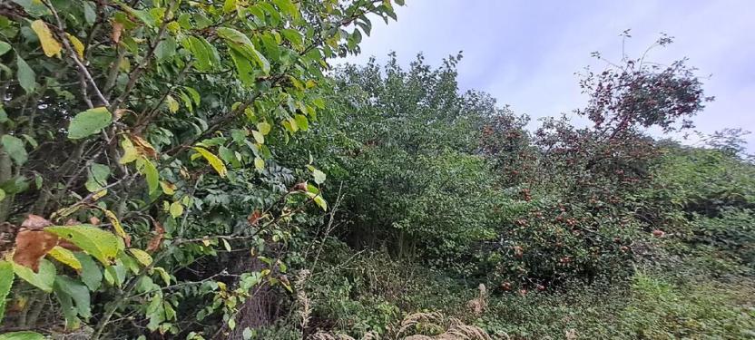 Prodej restaurace, Rabí, 350 m2