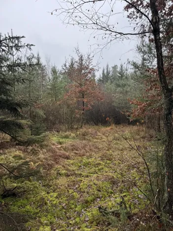 Prodej pozemku, Veliny, 50855 m2