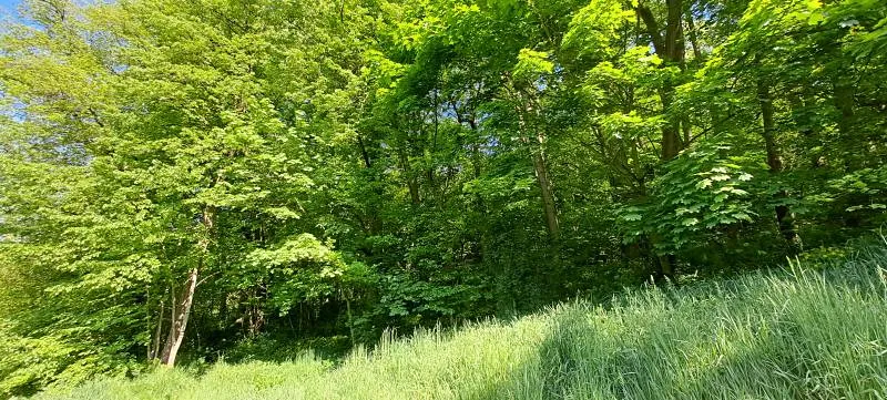 Prodej pozemku, Bechyně, 7030 m2