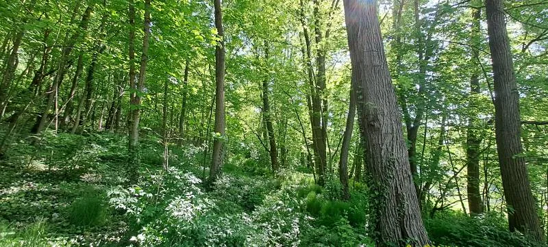 Prodej pozemku, Bechyně, 7030 m2