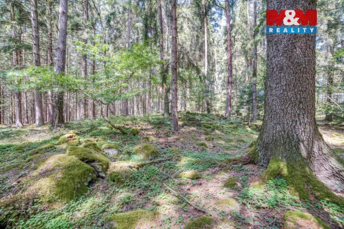 Prodej lesa, Močerady - Nové Dvory, 6098 m2