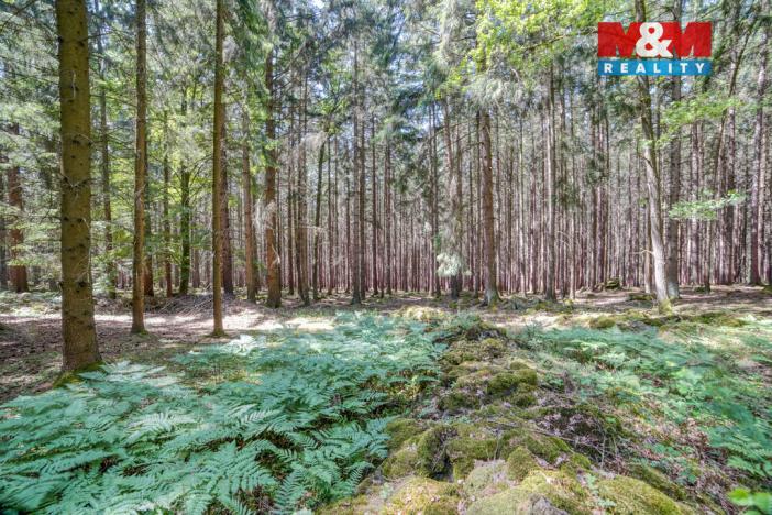 Prodej lesa, Močerady - Nové Dvory, 6098 m2