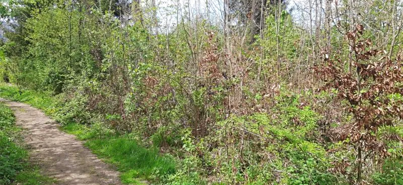 Prodej lesa, Frýdlant nad Ostravicí, 648 m2