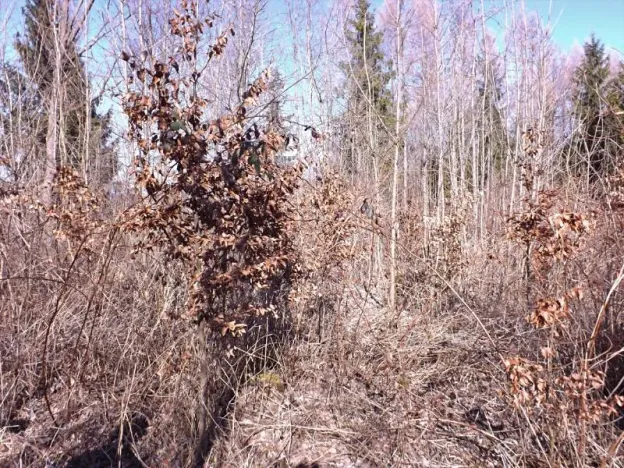Prodej lesa, Frýdlant nad Ostravicí, 648 m2