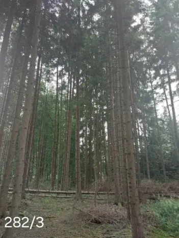 Prodej lesa, Bohdalín, 2728 m2