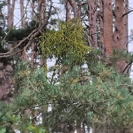 Prodej lesa, Nečín, 44533 m2