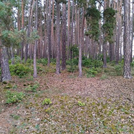 Prodej lesa, Nečín, 44533 m2