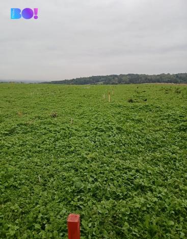 Prodej pozemku pro bydlení, Vřesina, Hradčanská, 1000 m2