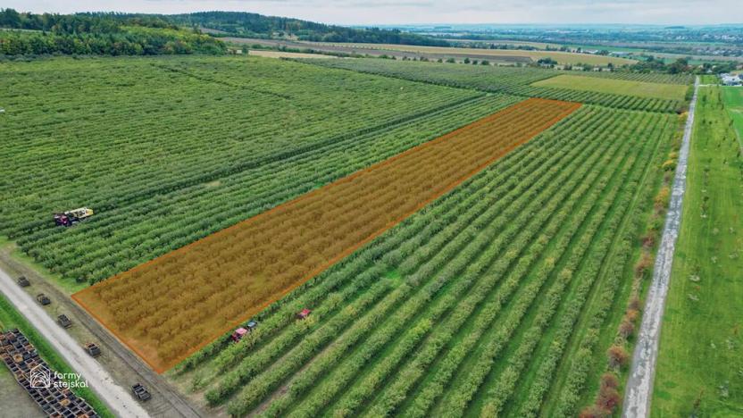 Prodej sadu/vinice, Červené Pečky, 13966 m2