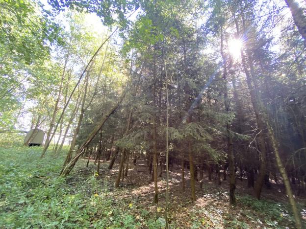 Prodej lesa, Lánov - Horní Lánov, 15996 m2