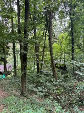 Prodej lesa, Krňany, 11304 m2