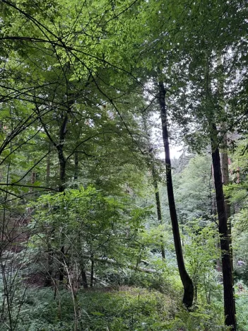 Prodej lesa, Krňany, 11304 m2