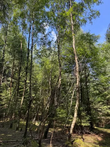 Prodej lesa, Ločenice, 16414 m2