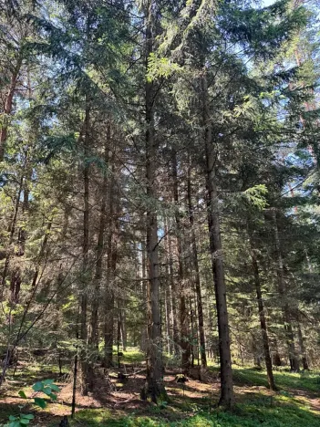 Prodej lesa, Ločenice, 16414 m2