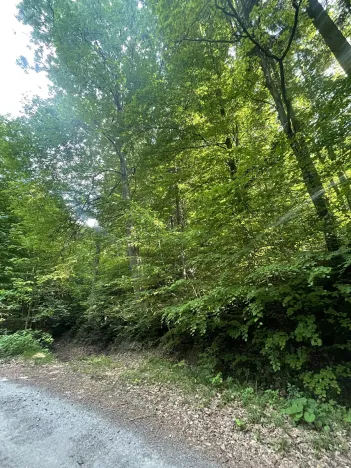 Dražba lesa, Vidče, 12993 m2