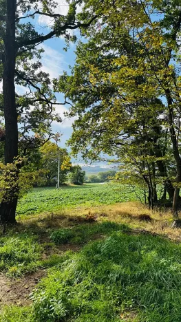 Prodej lesa, Postupice, 1363 m2