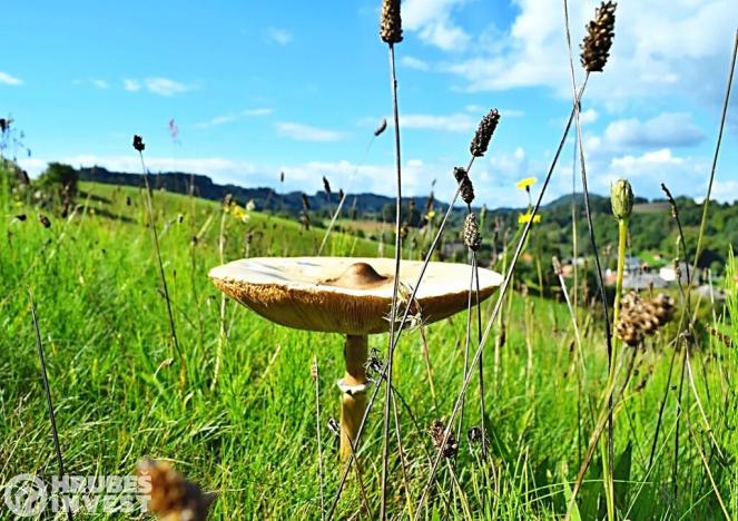 Prodej pozemku pro bydlení, Hnátnice, 5229 m2