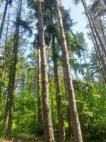 Prodej lesa, Kněždub, 671 m2