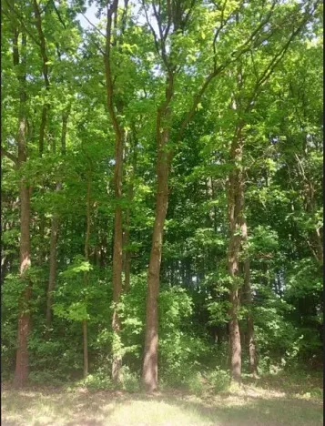 Prodej lesa, Kněždub, 671 m2