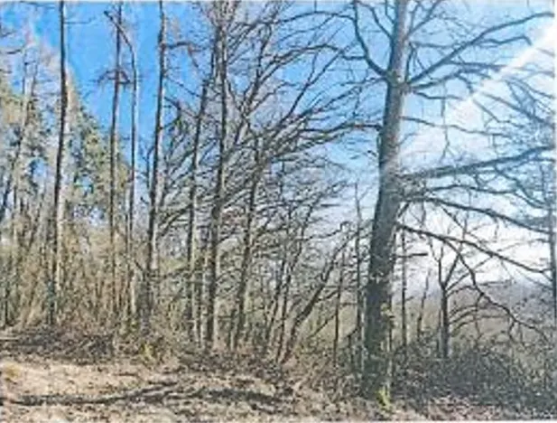 Prodej lesa, Neurazy, 727 m2