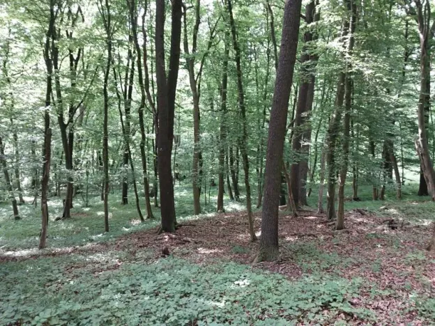 Prodej lesa, Nivnice, 34650 m2