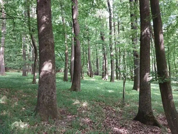 Prodej lesa, Nivnice, 34650 m2