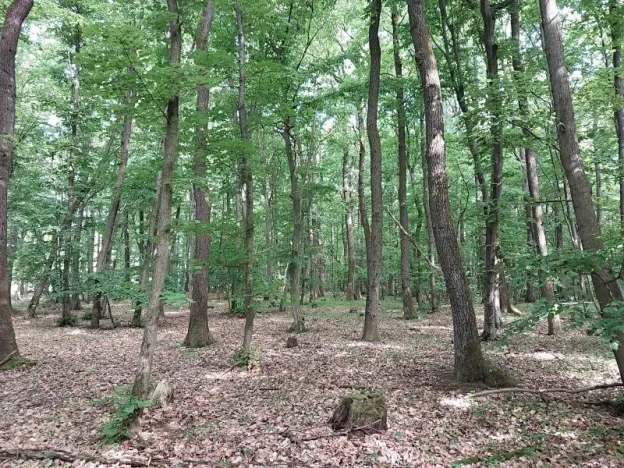 Prodej lesa, Nivnice, 34650 m2