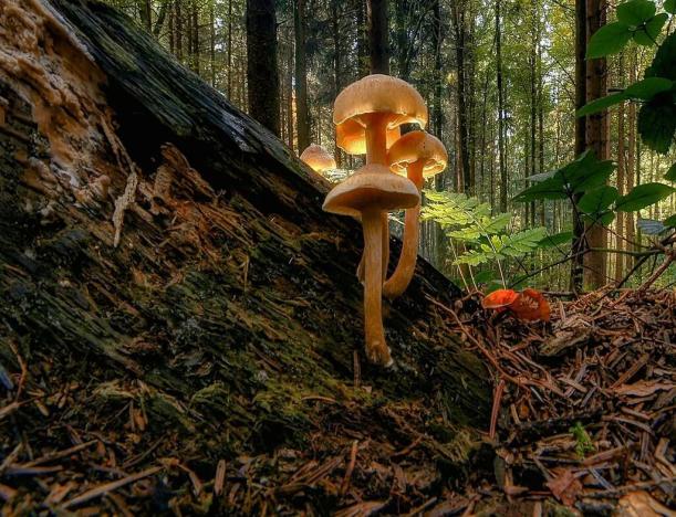 Prodej lesa, Hradiště, 3924 m2