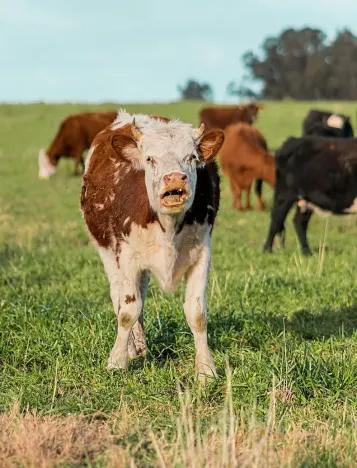 Prodej podílu pole, Kostelec nad Černými lesy, 1506 m2