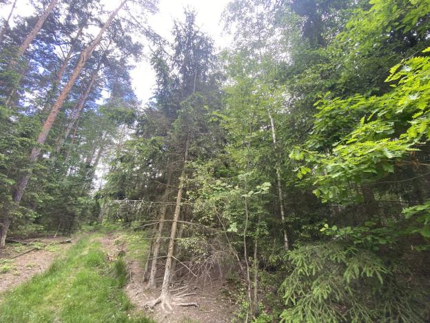 Prodej lesa, Blížejov - Lštění, 4152 m2