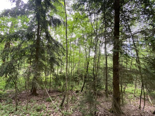 Prodej lesa, Blížejov - Lštění, 4152 m2