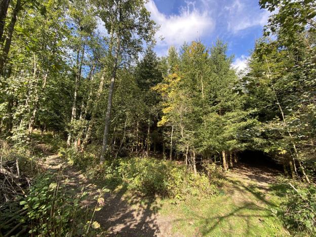 Prodej lesa, Lánov - Horní Lánov, 12297 m2