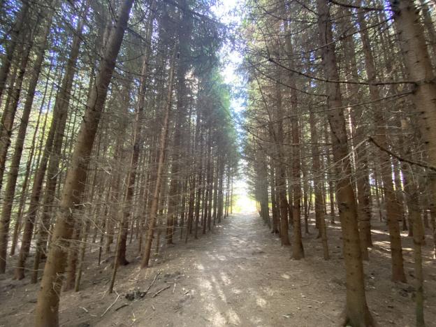 Prodej lesa, Lánov - Horní Lánov, 12297 m2