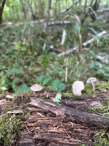 Prodej pozemku pro bydlení, Luštěnice, 9368 m2