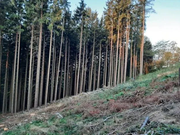 Prodej podílu lesa, Nový Hrádek, 10796 m2