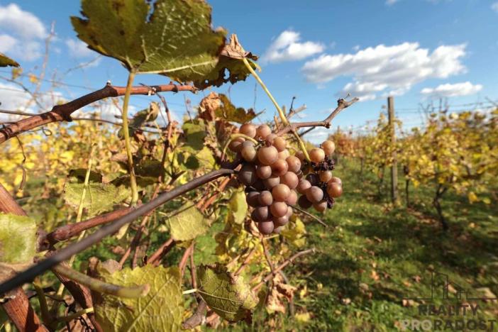 Prodej vinného sklepa, Mutěnice, 120 m2