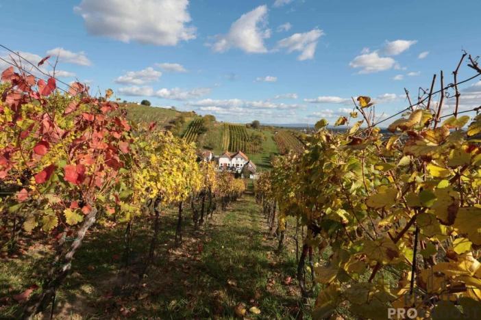 Prodej vinného sklepa, Mutěnice, 120 m2