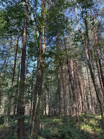 Prodej lesa, Mladošovice, 12064 m2