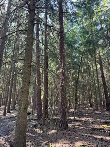 Prodej lesa, Mladošovice, 12064 m2