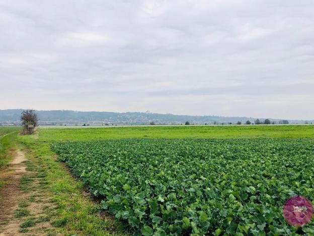 Prodej pole, Hlušovice, Hlavní, 21568 m2