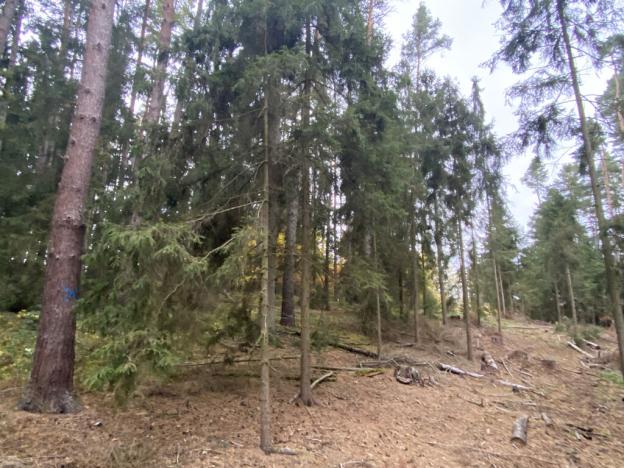 Prodej lesa, Srbice - Těšovice, 3279 m2