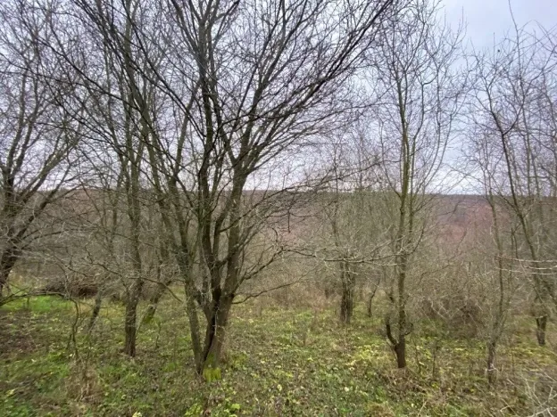 Dražba lesa, Šarovy, 11619 m2