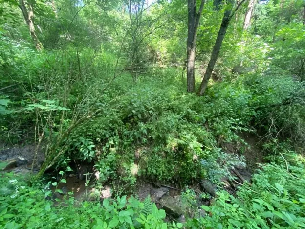 Dražba lesa, Slavičky, 6551 m2