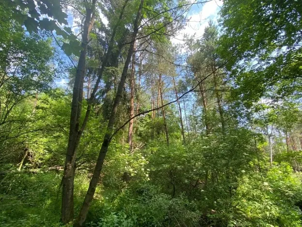 Dražba lesa, Slavičky, 6551 m2