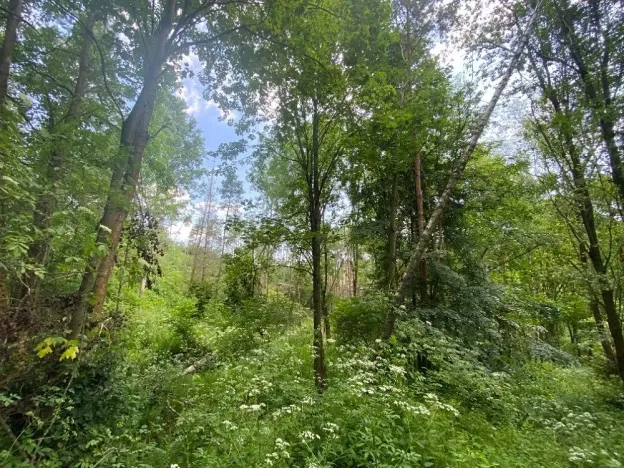 Dražba lesa, Slavičky, 6551 m2